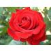Potseed 50 Seeds Red Rose Flower Seeds Garden Plants Buy 2 Get 25 Off UK Seller - Buy Online on GoSupps.com