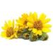 Buy 100% Natural Arnica Essential Oil (500 ML) - Pure Cold Pressed Therapeutic Aromatherapy Oil by Salvia - Uncut & Undiluted for Pain Relief - Buy Online on GoSupps.com