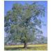 Willow bark 1 kg Powder Salix alba - Buy Online on GoSupps.com
