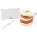 Samnuerly Dental Removable Adult Teeth Model | Dentist Standard Teaching Material & Oral Gum Practice Model - Buy Online on GoSupps.com