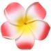 Calcifer 30pcs 1.97'' Hawaiian Plumeria Flower Clips for Bridal Wedding Party Beach Hair - Shop Now! - Buy Online on GoSupps.com