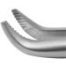 SURGICAL INSTRUMENT SPECIALISTS Cheek Teeth Extraction Forceps Molar Teeth Extraction Forceps Dental For Rodent - Buy Online on GoSupps.com