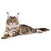 Royal Canin Maine Coon Complete Adult Dry Cat Food 3 x 400g - Buy Online on GoSupps.com