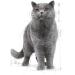 Royal Canin British Shorthair in GRAVY Wet Adult Cat Food (48 x 85g) - Buy Online on GoSupps.com