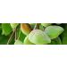 Buy Australian Kakadu Plum Oil Cream - Nourish Your Skin with Vitamin C & Antioxidants | Fast International Shipping - Buy Online on GoSupps.com