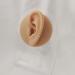 Silicone Ear Model - Human Ear Model Simulation - for Human Body Piercing Acupuncture and Moxibustion Ear Practice Ear Teaching - Buy Online on GoSupps.com