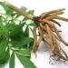 Organic Valerian Root Capsules 500mg - 100 Pills | Herbal Extract Supplement - Buy Online on GoSupps.com