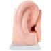 Human Ear Anatomy Model 5 Times Life Size 6 Part Ear Model Anatomical Structure Detachable Medical Training Support - Buy Online on GoSupps.com