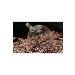 VESTRON Kenya Aa Local Filter Coffee 250gr - Buy Online on GoSupps.com