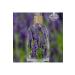 Ala Lavandula Lavender Balsam 200 ml - Buy Online on GoSupps.com