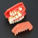 Buy Dental Study Teeth Model with Removable Gums & Permanent Teeth - Ideal for Demonstration & Education | International Shipping Available - Buy Online on GoSupps.com