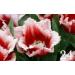 Potseed 200 PC Seeds High quality Tulip Plant Seeds 25 Variety Selection Flower Seed - Buy Online on GoSupps.com