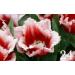 Potseed 200 PC Seeds High quality Tulip Plant Seeds 25 Variety Selection Flower Seed