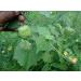 AOZA SAARA : Thuthi Powder 100g (Pack of 100g x 1) - Buy Online on GoSupps.com