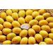 Potseed Germination Seeds 3 Seeds USA Organic Alphonso Mango 15 Seeds - Buy Online on GoSupps.com