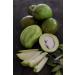 Al Amin Foods RIO LEMPA Green Mango in Brine - 32 oz Glass Jar (906g) - Authentic Salvadoran Mango Tierno en Solmuero - 19 oz Drained Weight - Shop Now! - Buy Online on GoSupps.com
