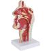Model of Pathological Showing Nasopharynx Nasal Cavity Oral Cavity Pharynx Larynx