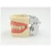 ZCbyBT Toothoral Model - 28 Screws for Fixing Teeth & Removable Gums | Ideal for Practical Operations & Demonstration Lessons - International Shipping Available - Buy Online on GoSupps.com