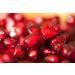OPO Pomegranate Seed Oil - 1 oz Glass & Dropper - Pure Unrefined Cold Pressed Virgin Vegan Antioxidant Rich Carrier Oil for Skin Hair Face Body Cuticles Nails Organic Pure Oil - Buy Online on GoSupps.com