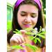 TickleMe Plant Get Well Gift Box - Grow the Magical Plant that Closes Its Leaves and Blooms Pink Cotton Candy Flowers - Sure to Brighten Their Day! - Buy Online on GoSupps.com