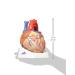 3B Scientific VD253 7 Part Heart Model 7.9-Inchx5.9-Inchx6.7-Inch - Buy Online on GoSupps.com