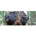 Forest Organics Sea Spray Spritz Blitz Supercharged with Chaga Mushroom - Buy Online on GoSupps.com