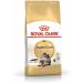 Royal Canin Maine Coon Complete Adult Dry Cat Food 3 x 400g - Buy Online on GoSupps.com