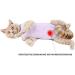 Voarge Recovery Suit for Cats & Dogs | Post-Op Anti-Licking & Trimming | Purple (M) | Comfortable Recovery Wear - Buy Online on GoSupps.com