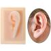 Model of Ear A Model of Silicon Ears Couple Human Model The of The Medical Research Pelle9 7 X 6.3 Centimeters / 3.82 X 2.48Inch