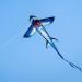 Shark Kite for Kids and Adults - Easy to Fly, 300 FT Kite Line Included - Buy Online on GoSupps.com