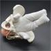 Life-Size Female Pelvic Model - Standard Birth Simulator with Baby Pool Removable Placenta & Navel Cord | Ideal for Birth Demonstrations - Buy Online on GoSupps.com