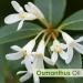 Osmanthus Oil | Pure and Natural Oil | Skincare Aromatherapy Cosmetic Grade - 15ML Osmanthus 15 ml (Pack of 1) - Buy Online on GoSupps.com