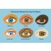 Hhkuize TLOPA Ultra Eye Therapy Drops - Buy 1, 2, or 3 Boxes | Tlopa Ultra Eye Drops - 20pcs per Box - Buy Online on GoSupps.com