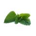 Zion Health Bold ClayDry Deodorant - Eucalyptus Mint 2.8 oz | Natural & Long-Lasting Protection - Buy Online on GoSupps.com