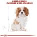 Royal Canin Cavalier King Charles Puppy Food 1.5kg - Buy Online on GoSupps.com