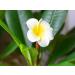 LErbolario Frangipani Body Lotion - Hydrating & Exotic Skin Care | Buy Internationally - Buy Online on GoSupps.com