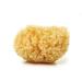 Natural sea sponge (15-16 cm)