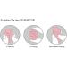 Selenacup Menstrual Cup - Eco-Friendly Leak-Proof Period Solution | Shop Internationally! - Buy Online on GoSupps.com