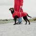 HUNTER UPPSALA Rain Dog Raincoat - Reflective Stripes Size 35 Red | Shop Internationally for Quality Pet Gear - Buy Online on GoSupps.com