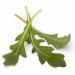 Arugula Sprouting Seeds 8 OZ - Non GMO Microgreen for High Sprout Germination - Country Creek Acres - Buy Online on GoSupps.com