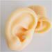 Silicone Ear Model - Simulation Human Body Part Silicone Model Artificial Ear Model - 1:1 Human Ear Model Simulation Display Props Teaching Tool Jewelry Display Earrings - Buy Online on GoSupps.com