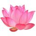 NENA Lotus Flower Powder 100g | Nelumbo Nucifera Powder for Face Skin and Hair - Buy Online on GoSupps.com
