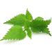 Nettle Leaf - Urtica dioica Loose Leaf 100% from Nature (4 oz) 4 Ounce (Pack of 1) - Buy Online on GoSupps.com