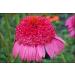 Generic Gum goccia Coneflower 50 Semi - Buy Online on GoSupps.com