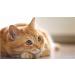 Cat Urinary Tract Care - Natural Cranberry Chews for Urinary Support - 90 Chewable Tablets - Best Formula for Cats - Buy Online on GoSupps.com