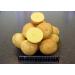 Portaal Cool Seed Potatoes Revenge Seed Potatoes Ukraine 002 G Z