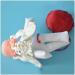 Slrmkk Female Pelvic Model for Birth Screening - Realistic Baby Pool & Removable Placenta Cord - Ideal Educational Tool for Anatomical Studies - Buy Online on GoSupps.com
