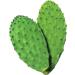 Maxx Herb Organic Nopal Cactus Powder - Digestion & Immune Support - High Fiber & Calcium - Vegan, Non-GMO, Gluten Free - 12 oz Bag - Buy Online on GoSupps.com
