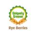 Organic Whole Rye Berries - 2 lbs | Premium Quality Grains - Buy Online on GoSupps.com