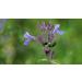 Buy Catnip Loose Herbal Tea (Nepeta Cataria) 50g - Premium Quality for Cats - International Shipping - Buy Online on GoSupps.com